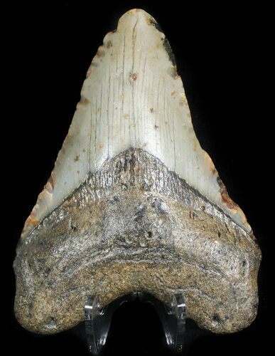 Bargain Megalodon Tooth - North Carolina #45507
